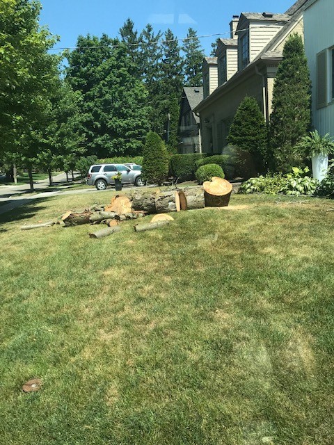 Lyles Tree Service | Thomas Rd, Colborne, ON K0K 1S0, Canada | Phone: (905) 355-5252