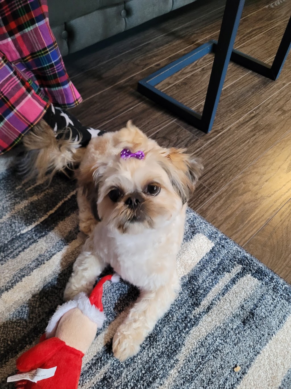 JonnaT Pet Grooming Style | 24 Wenlock Crescent, London, ON N6G 3B6, Canada | Phone: (226) 700-5360