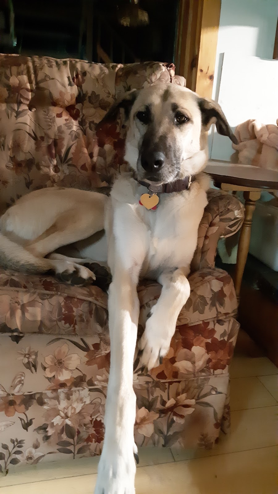 FurBaby Essentials | 131 ON-60, Huntsville, ON P1H 1C2, Canada | Phone: (705) 706-4210