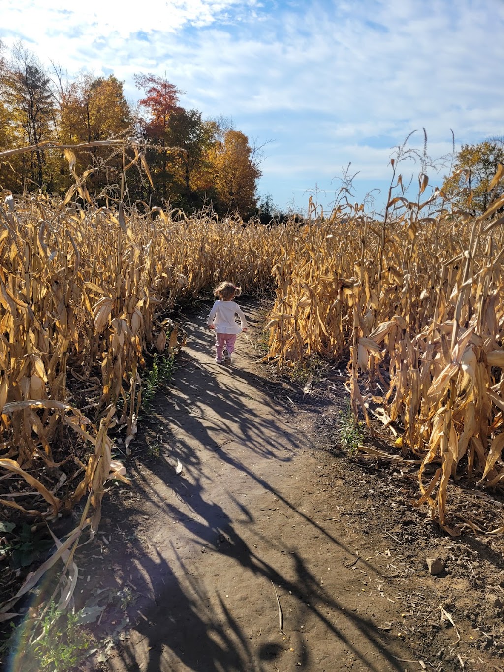 Downeys Apple Farm | 1355 Hopewell Creek Rd, Maryhill, ON N0B 2B0, Canada | Phone: (519) 590-4777
