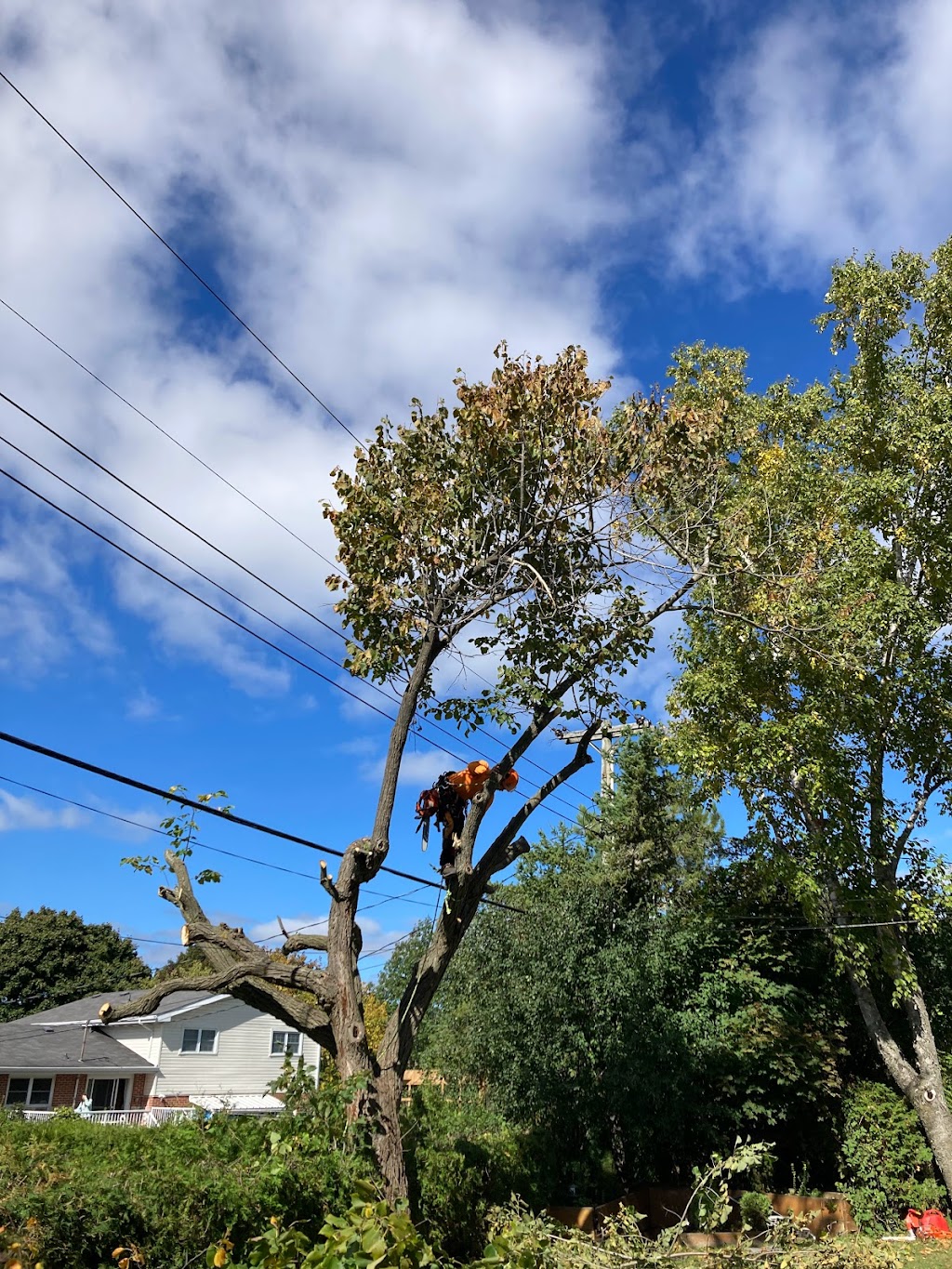 Sideline Tree Service | 3822 Kingston 2, Gananoque, ON K7G 2V5, Canada | Phone: (613) 540-3121