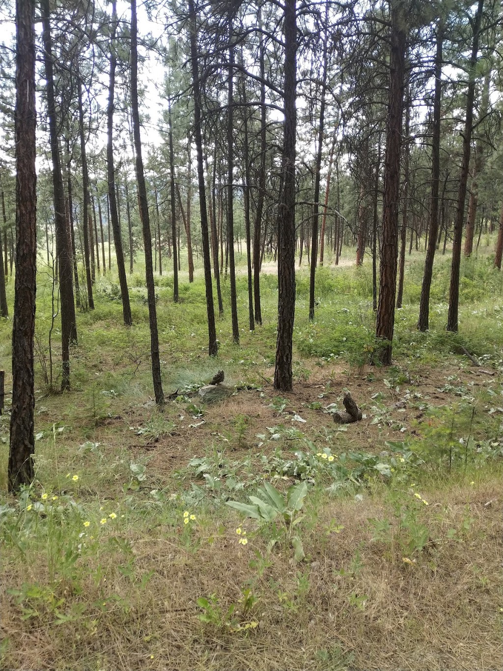 Quail Ridge Linear Park | Kelowna, BC V1V 2S4, Canada | Phone: (250) 717-2757