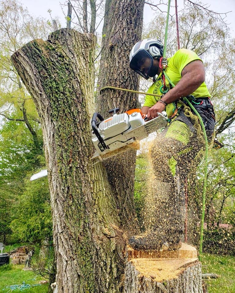 Great Lakes Tree Experts (3) | 5782 ON-9, Kincardine, ON N2Z 2X5, Canada | Phone: (226) 668-4961