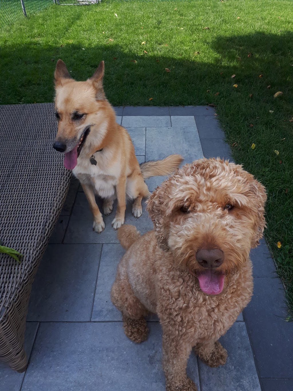 Fusion Pet Service | Magnolia Dr, Hamilton, ON L9C 5Z3, Canada | Phone: (905) 807-3346