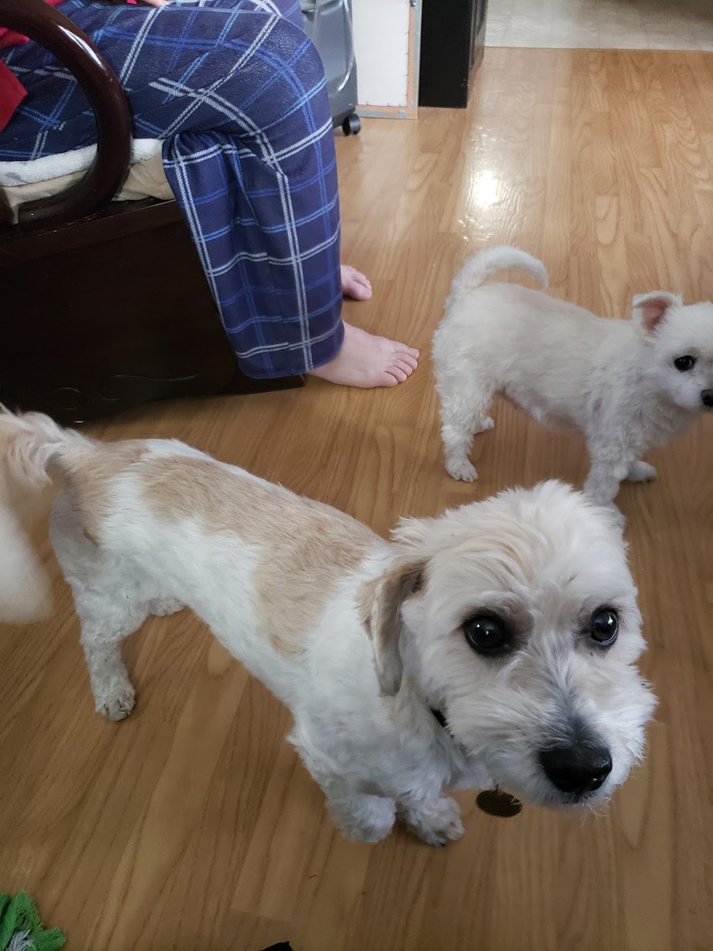 Frolicking Pups (2019) | 10 Rosewood Dr, Sherwood Park, AB T8A 2H2, Canada | Phone: (780) 991-2958