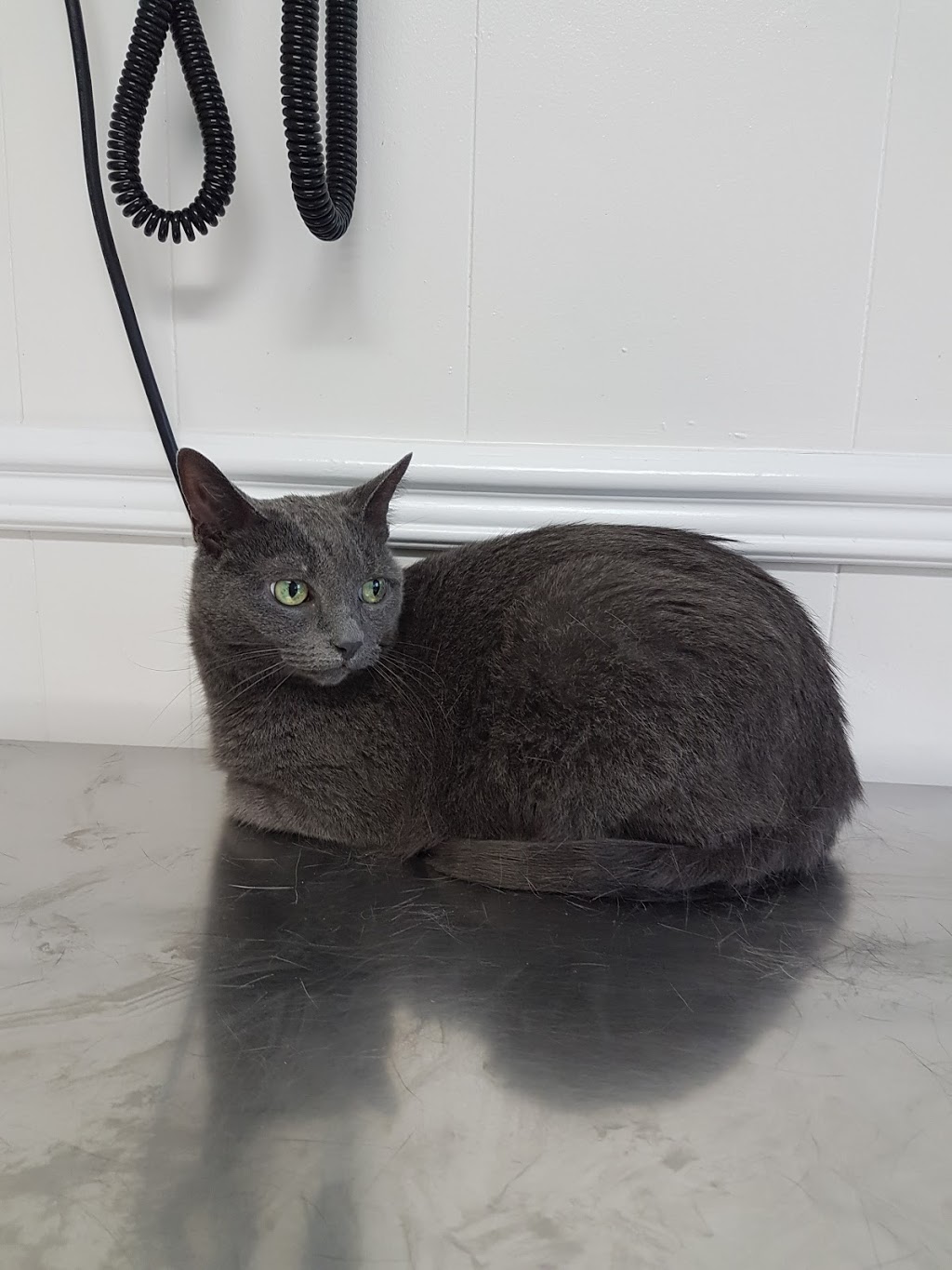 Brooklin Veterinary Hospital | 450 Winchester Rd E, Whitby, ON L1M 1B5 PO, Whitby, ON L1M 1X4, Canada | Phone: (905) 655-3336