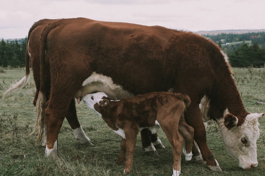 Sullivans Family Farm | 161 Sullivan Rd, Nuttby, NS B6L 6T5, Canada | Phone: (902) 890-0415