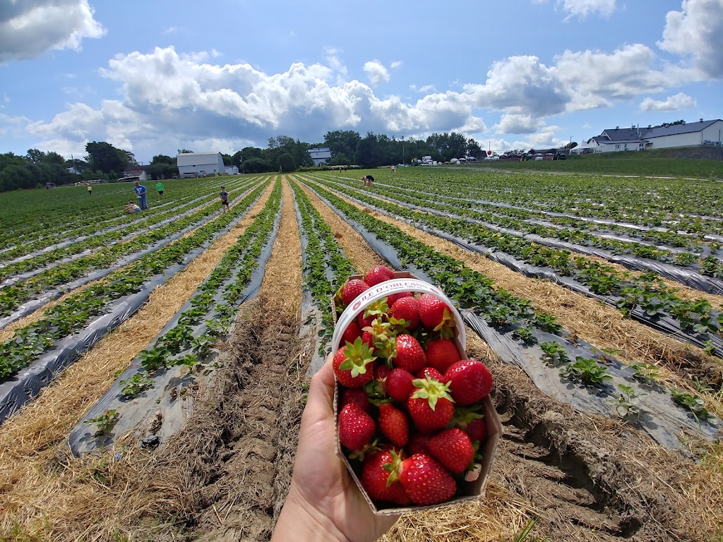 Polyculture Plante 1987 inc. | 8684 Chem. Royal, Sainte-Pétronille, QC G0A 4C0, Canada | Phone: (418) 828-9603