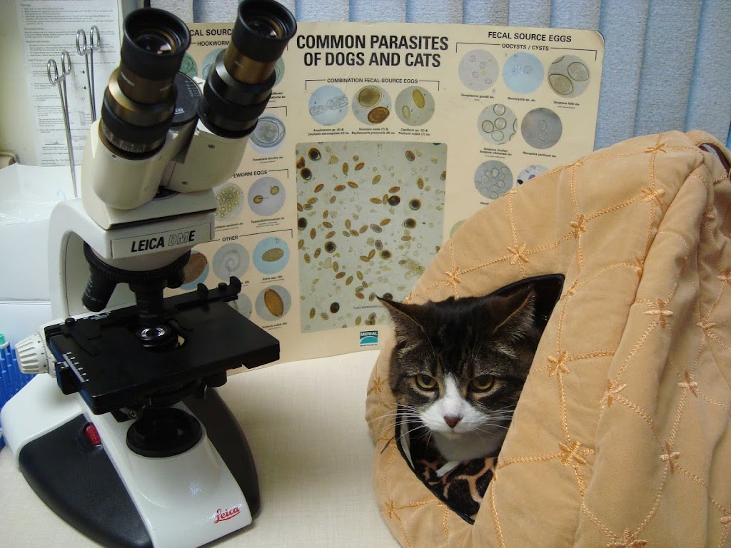 Kingston Veterinary Clinic | 435 Division St, Kingston, ON K7K 4A8, Canada | Phone: (613) 542-7337