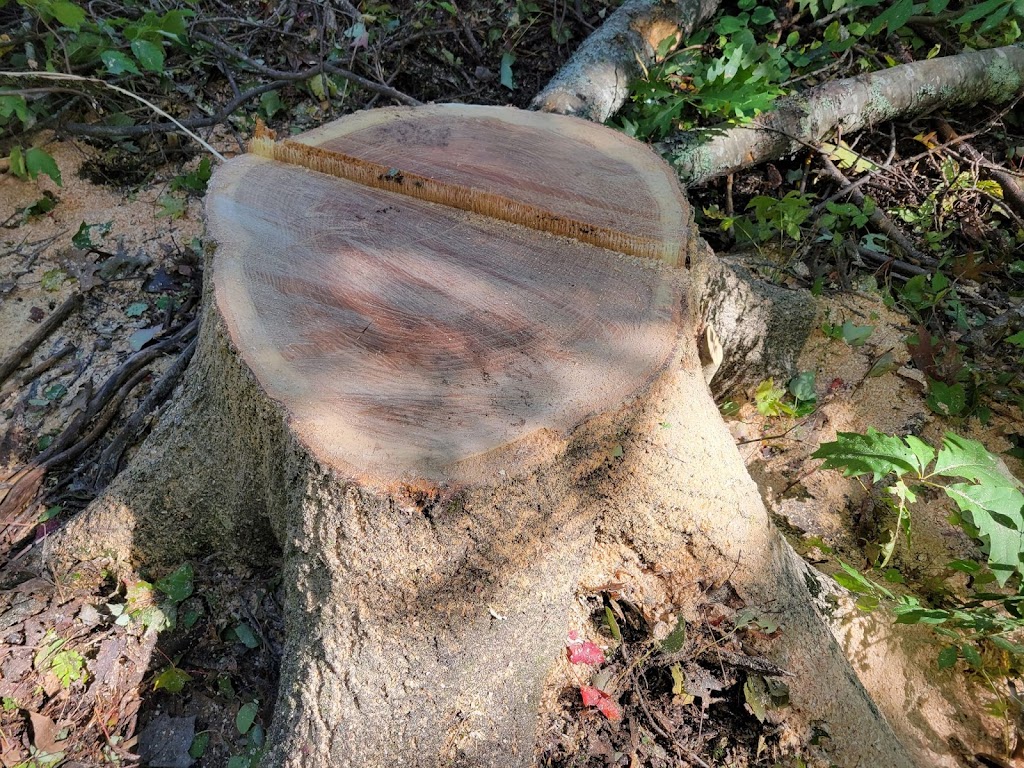 Arbor-Tech Tree Service Inc | 1240 Route 114, Lower Coverdale, NB E1J 1A6, Canada | Phone: (506) 382-0712