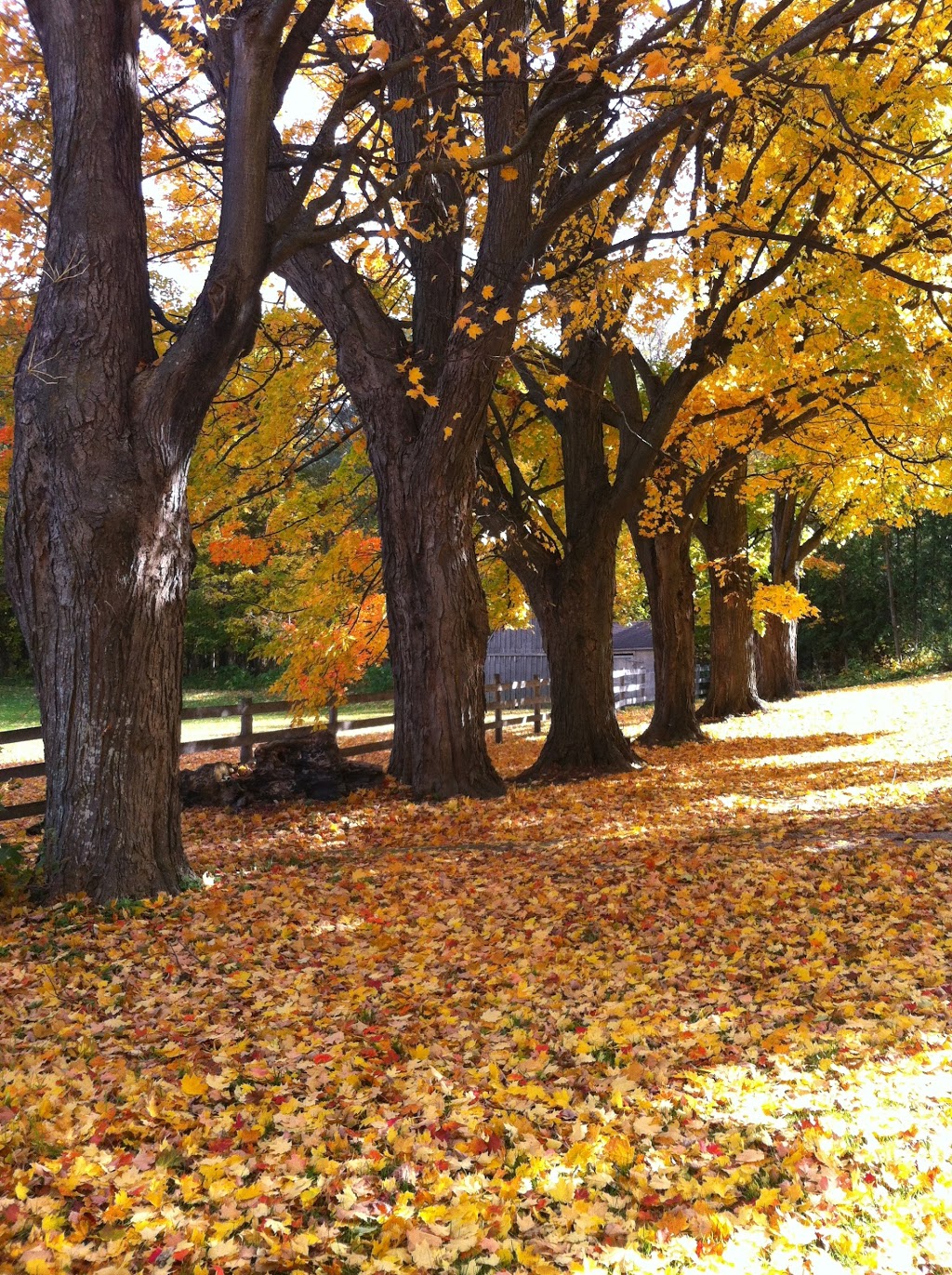 The Maples Bed and Breakfast | 938392 Airport Rd, Mulmur, ON L9V 0N4, Canada | Phone: (705) 466-5430