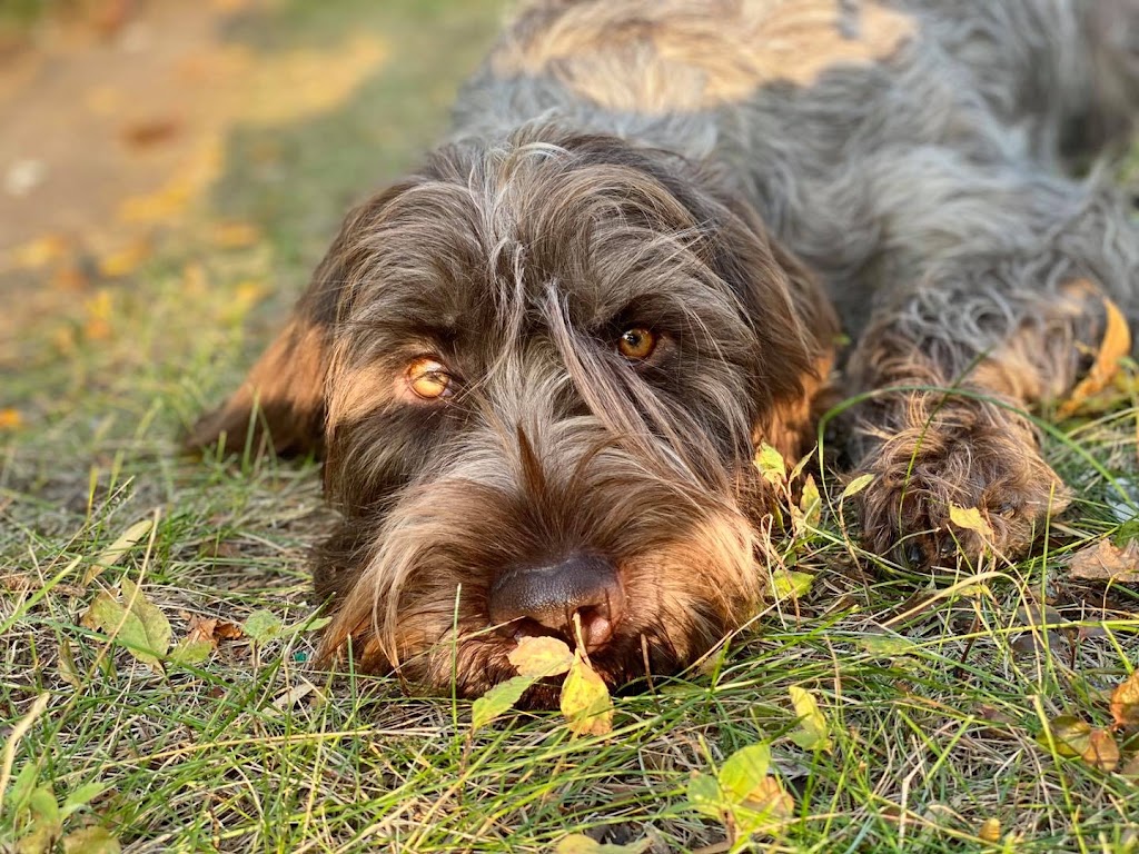 S7 Canine Services | 140 5th Ave SE, Three Hills, AB T0M 2A0, Canada | Phone: (403) 826-1311