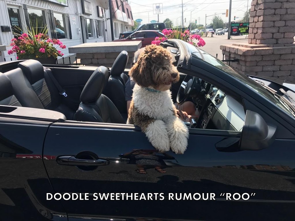 Doodle Sweethearts | 6492 Side Rd 6, Listowel, ON N4W 3G8, Canada | Phone: (519) 291-6633