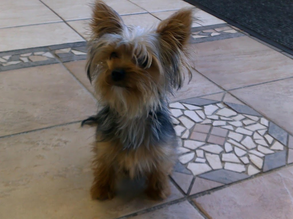 Aquitaine Animal Hospital Mississauga 6550 Meadowvale Town Centre Cir Mississauga On L5n 4b7 Canada