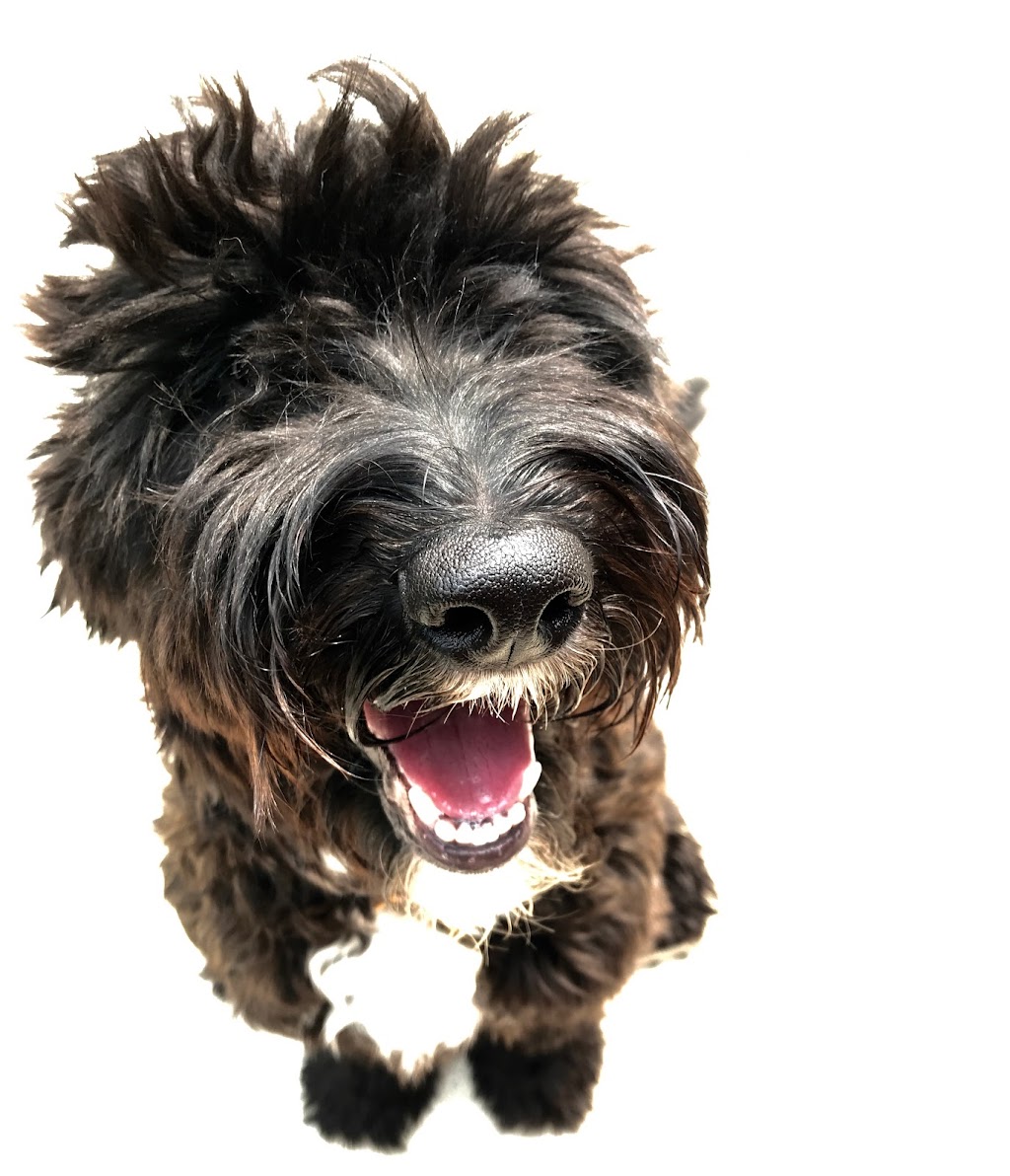 Hug-a-Pup Dogsitting Services | 380 Townline Rd E, Cayuga, ON N0A 1E0, Canada | Phone: (905) 772-7704
