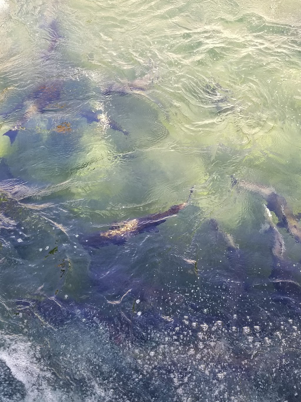 Puntledge River Hatchery | 38 Powerhouse Rd, Courtenay, BC V9N 9L3, Canada | Phone: (250) 703-0907