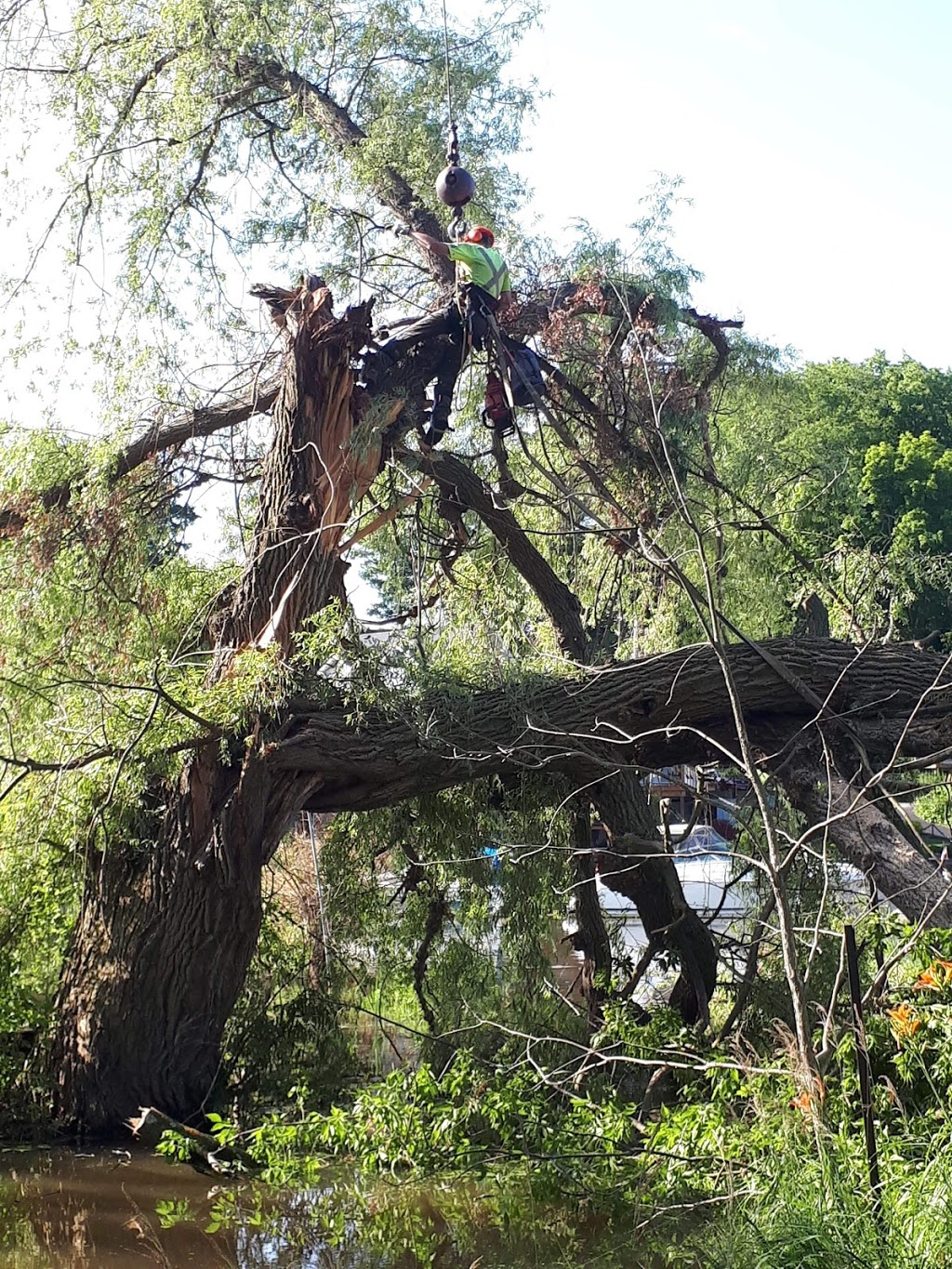 Clean-Up Tree and Stump Removal | 1075 Charlotteville 8 Rd, Simcoe, ON N3Y 4K5, Canada | Phone: (519) 429-3238