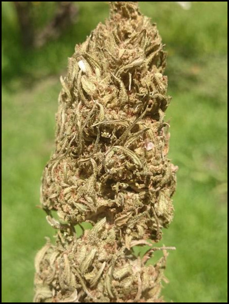 Stone-Tool-Seed | 372 Harley Rd, Harley, ON N0E 1E0, Canada | Phone: (226) 966-3382
