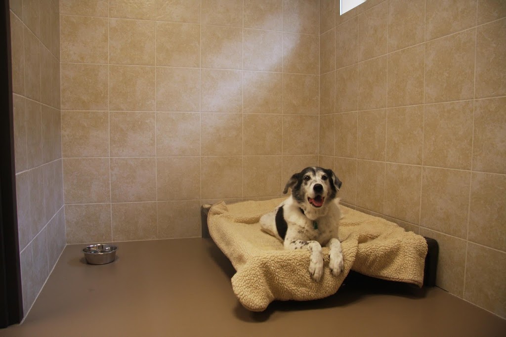 Animal 911 Hopital Veterinaire | 11400 Boul Gouin O, Roxboro, QC H8Y 1X8, Canada | Phone: (514) 685-8387