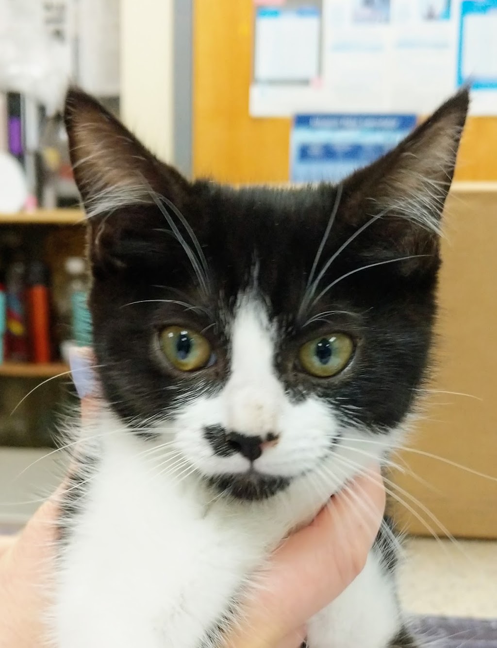 Northshore Veterinary Hospital | 1486 Electric Ave, Bellingham, WA 98229, USA | Phone: (360) 738-6916