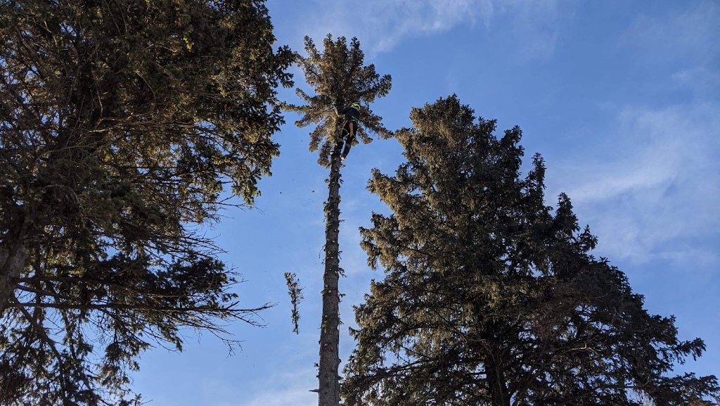Services D’arbre Expert | 101 Terr. Miron, Lavaltrie, QC J5T 1B7, Canada | Phone: (514) 829-1890