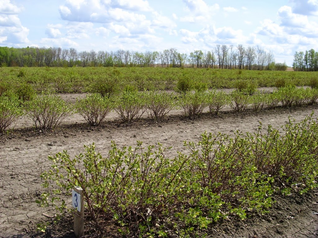 Northern Light Orchards | St. Louis No. 431, SK S0J 1B0, Canada | Phone: (306) 749-3216