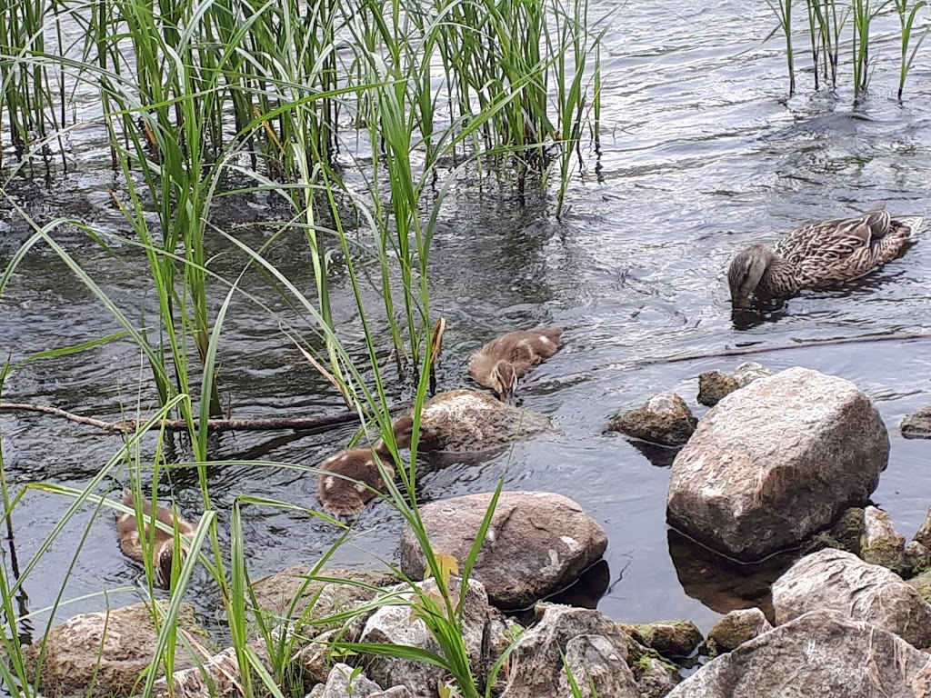 A Y Jackson Park | 1102 Bridge St, Manotick, ON K4M 1J2, Canada