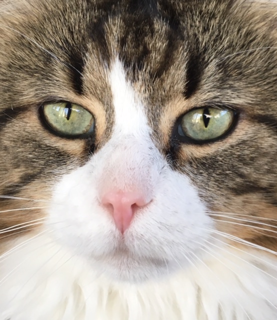 Valley WAAG Animal Shelter | 12-112 Front St, Wolfville, NS B4P 1A4, Canada | Phone: (902) 542-3422