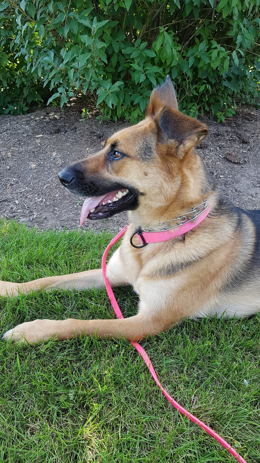 Country Paws Boarding | 1766 Wilton Grove Rd, London, ON N6N 1M8, Canada | Phone: (519) 644-1771