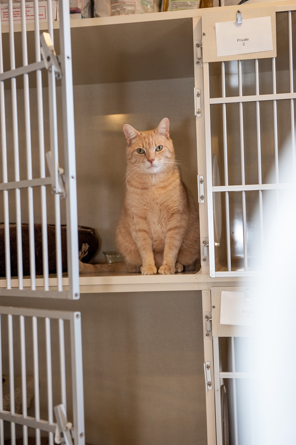 Charing Cross Cat Clinic | 138 Charing Cross St, Brantford, ON N3R 2J1, Canada | Phone: (519) 770-4228