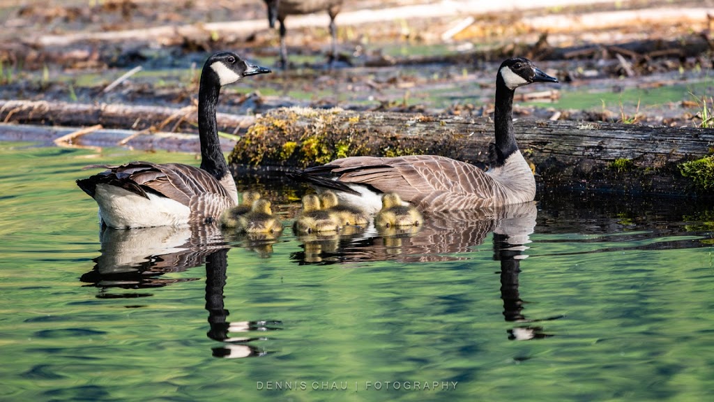 Cheam Lake Wetlands Regional Park | 53480 Elgey Rd, Rosedale, BC V0X 1X1, Canada | Phone: (604) 702-5000