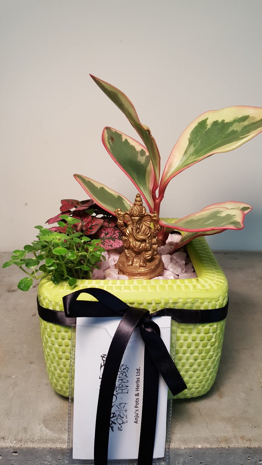 Anjus Herbals | 4087 Quadra St Unit C, Victoria, BC V8X 1K6, Canada | Phone: (250) 893-6948