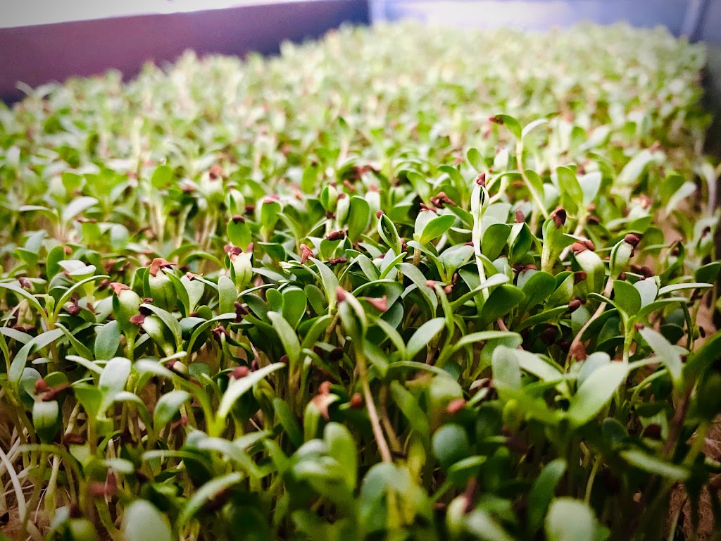 Urban Fresh Microgreens | 55 Spillett Cv, Winnipeg, MB R3R 3Y3, Canada | Phone: (855) 927-5611