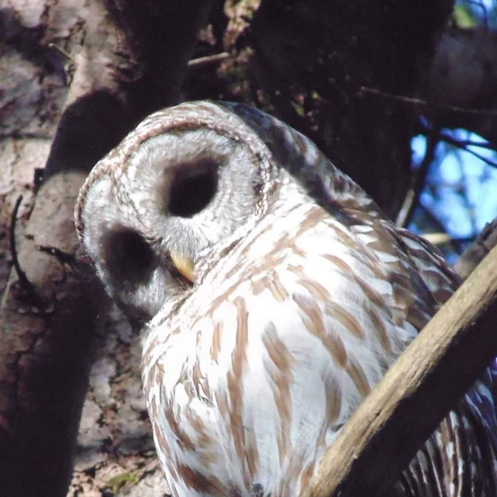 ElderTree Farm | 2592 Concession Road 13, Ramara, ON L3V 6H5, Canada | Phone: (705) 323-4997