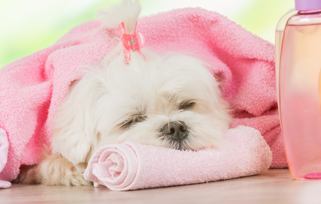 Kozy Kennel Pet Boarding | 35135, Range Rd 275, Red Deer County, AB T4G 0M6, Canada | Phone: (403) 358-9767