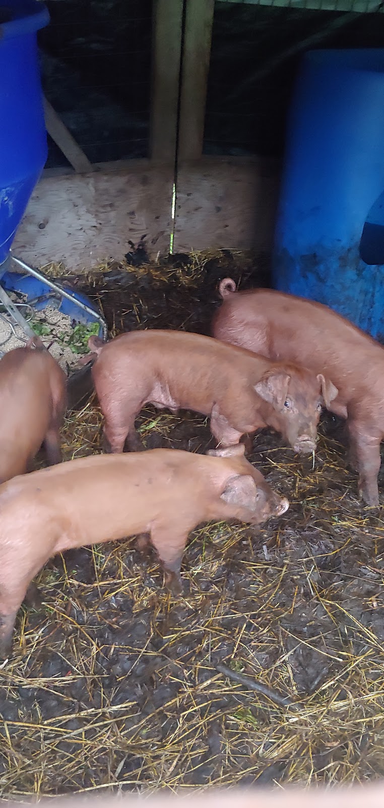 Still Meadow Farm | 235492 23rd Line, Thamesford, ON N0M 2M0, Canada | Phone: (519) 701-9988