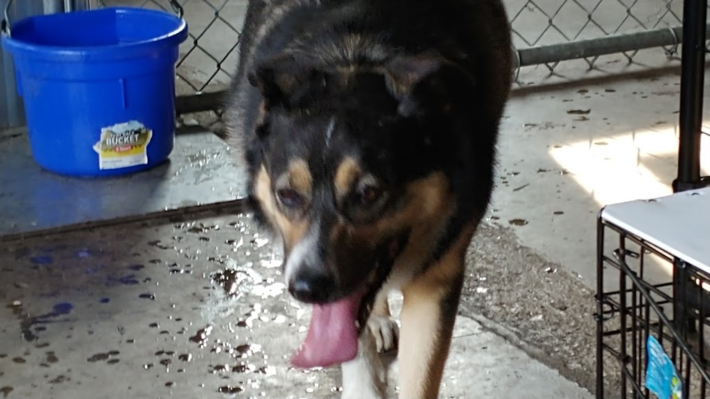 Cairdeas Kennel | 1245 Township Rd 352, Red Deer County, AB T4G 0H7, Canada | Phone: (403) 550-7512