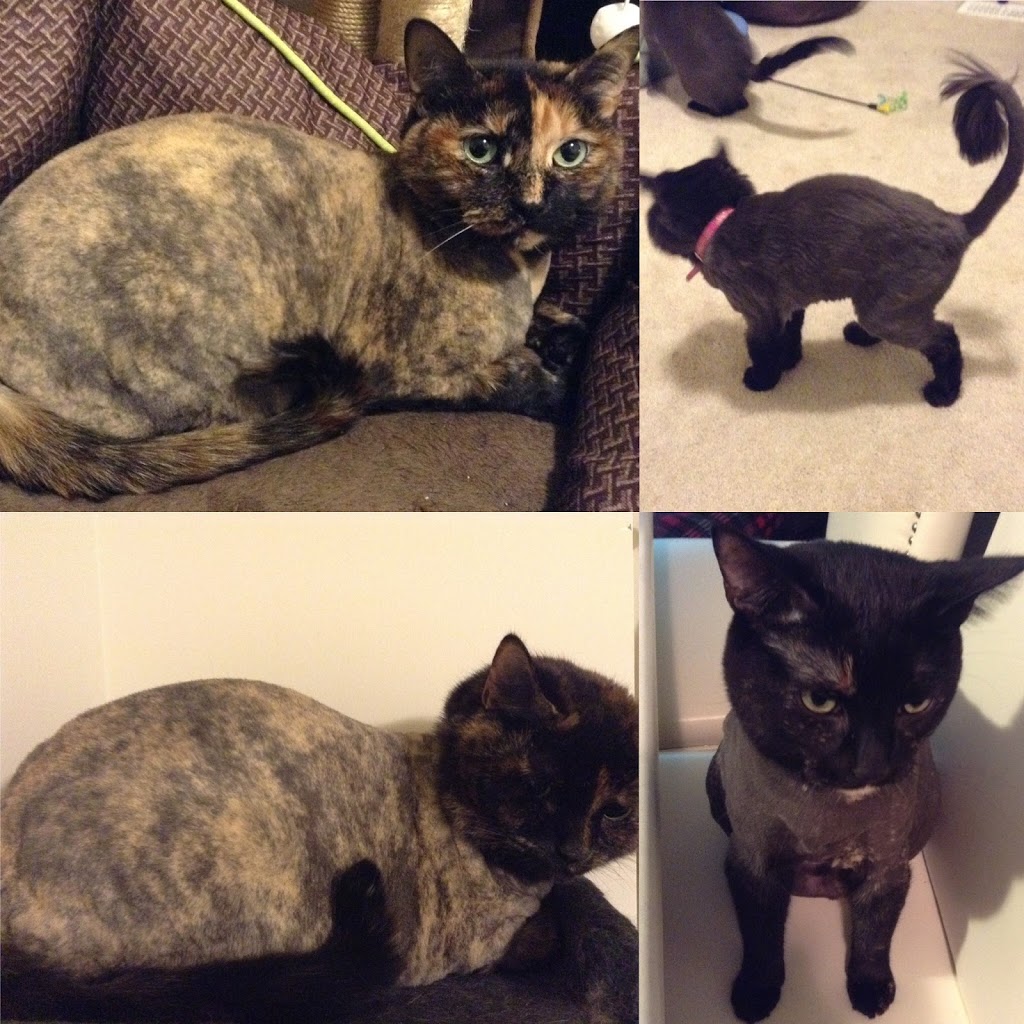 Mobile Pet SPaw | 47 Coastline Dr, Brampton, ON L6Y 0T6, Canada | Phone: (647) 708-7897