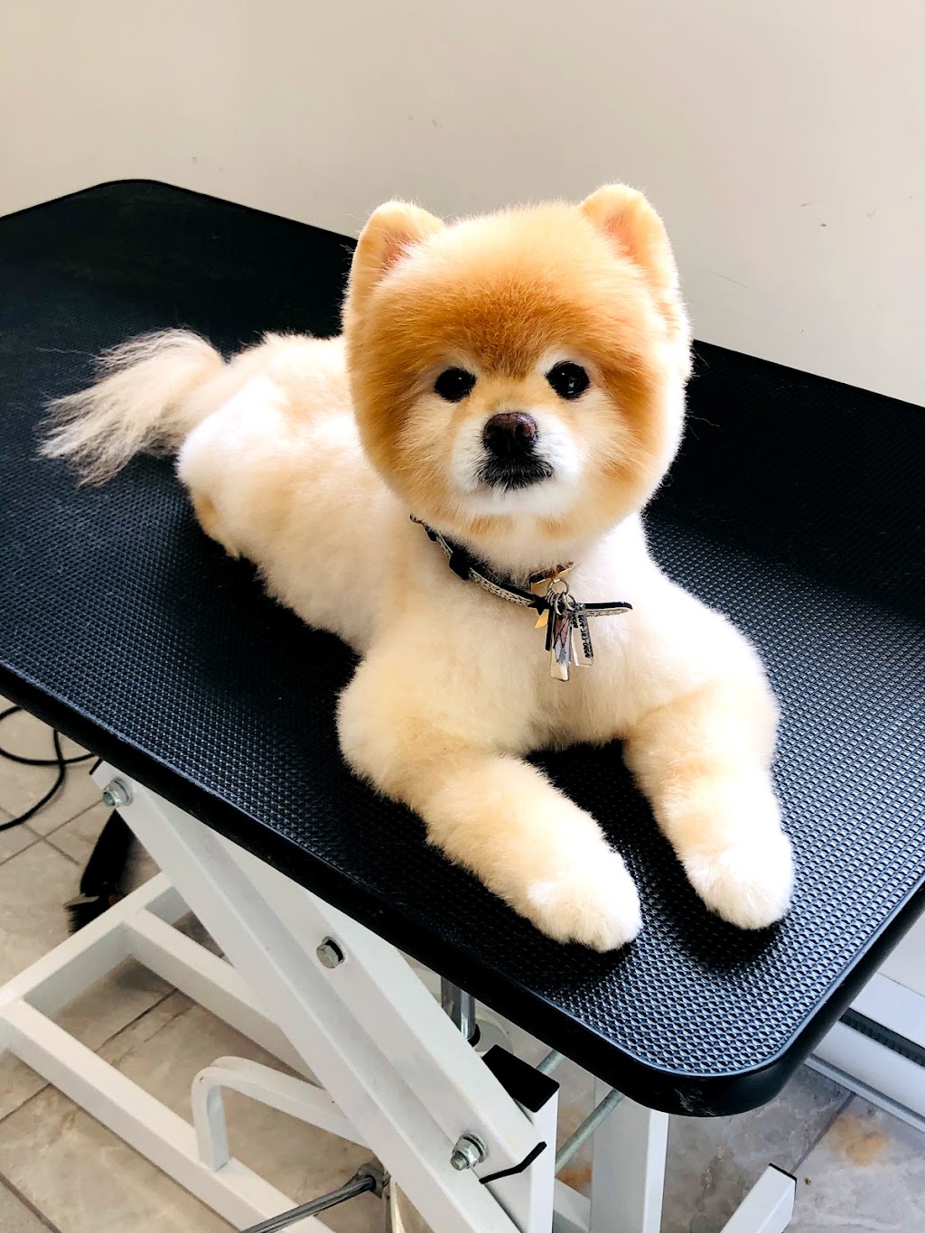 Cute Puppy Grooming Salon | 4498 Southwood St, Burnaby, BC V5J 2G6, Canada | Phone: (778) 878-7788