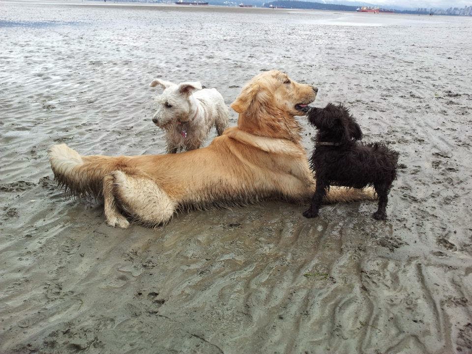 Canine Concierge | 1314 Powell Street, Vancouver, BC V5L 1G6, Canada | Phone: (604) 215-9877