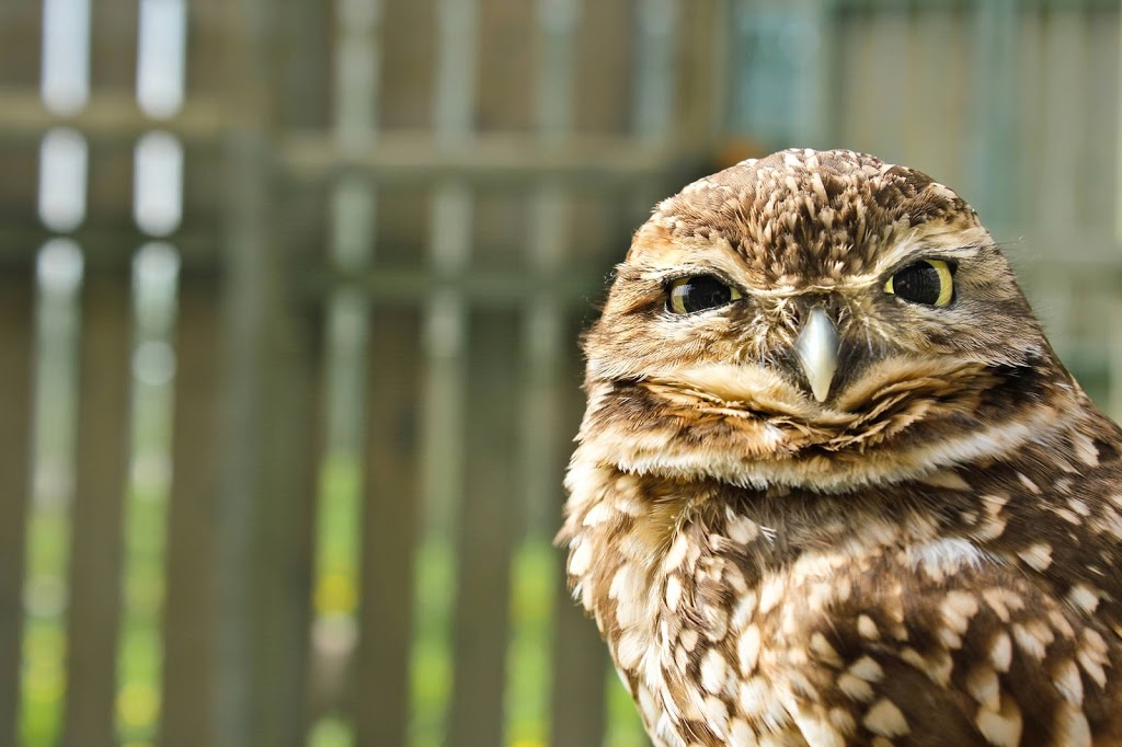 Saskatchewan Burrowing Owl Interpretive Centre | 250 Thatcher Dr E, Moose Jaw, SK S6J 1L7, Canada | Phone: (306) 692-8710