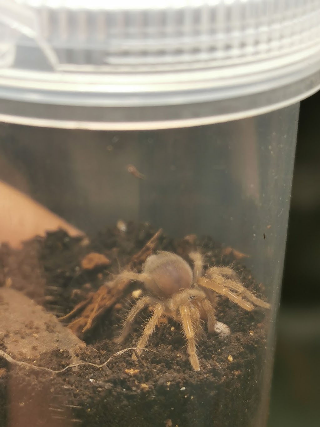 Tarantula Canada | 3101 Bd Dagenais O, Laval, QC H7P 1T8, Canada | Phone: (514) 484-4101