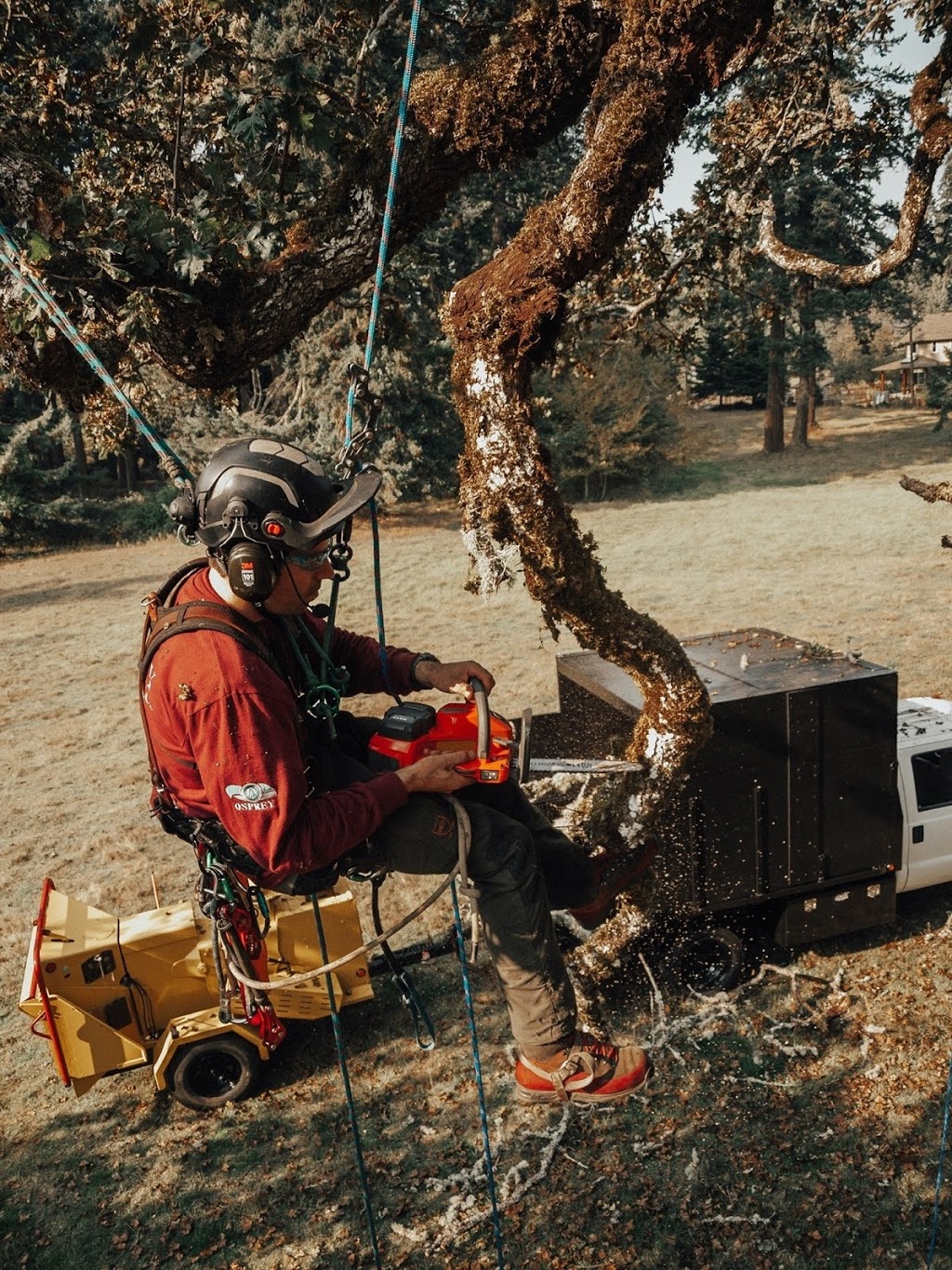Osprey Tree Service | 558 Taylor Rd, Victoria, BC V9C 3Y7, Canada | Phone: (250) 474-7993
