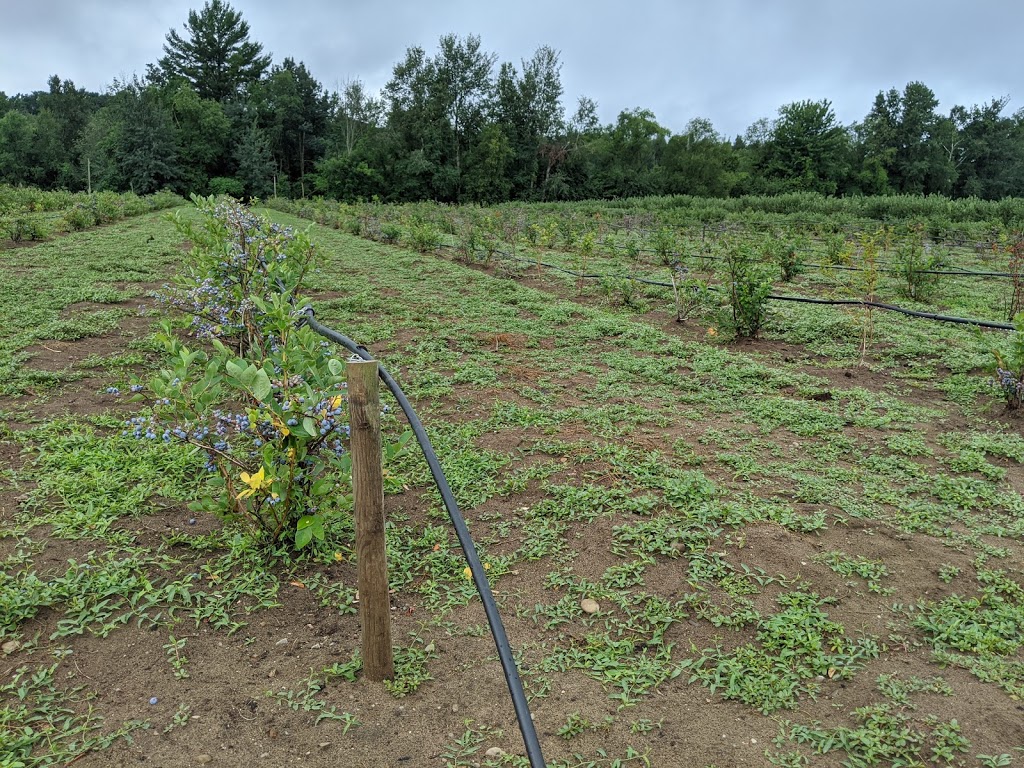 Bayfield Berry Farm | 77697 Orchard Line, Bayfield, ON N0M 1G0, Canada | Phone: (519) 482-1666