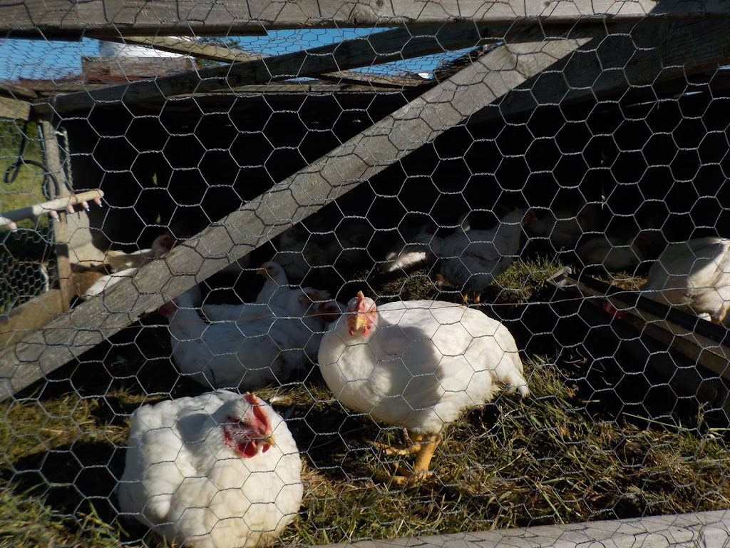 Applewood Farm | 4391 Scotland Dr, London, ON N6L 1L5, Canada | Phone: (519) 668-1515
