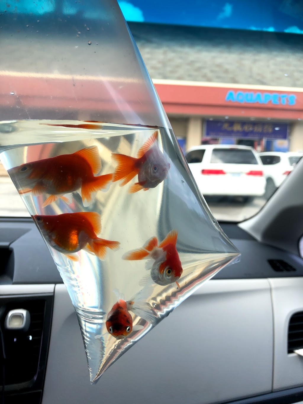 Aquapets | 680 Silver Star Blvd, Scarborough, ON M1V 5N1, Canada | Phone: (416) 292-1688
