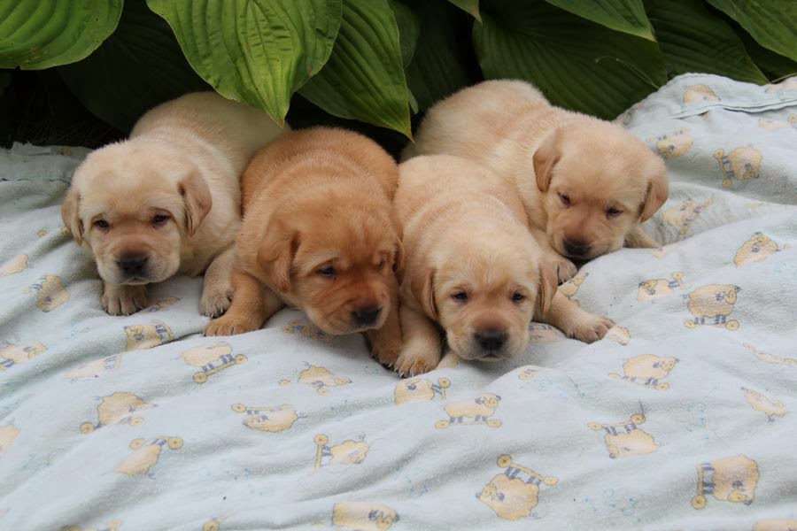Wildbrook Kennels | 190 Pearl St, Wileville, NS B4V 5H7, Canada | Phone: (902) 543-2224