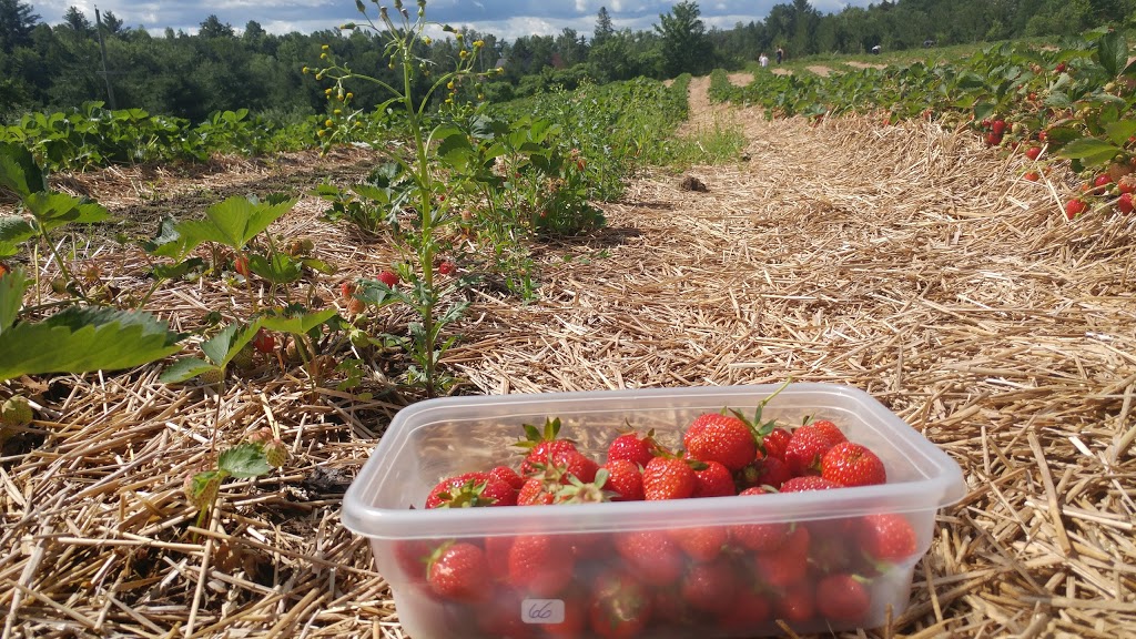 Ferme fruitière Sévigny | 291 Chemin de la Rivière, Saint-François-Xavier-de-Brompton, QC J0B 2V0, Canada | Phone: (819) 845-2297