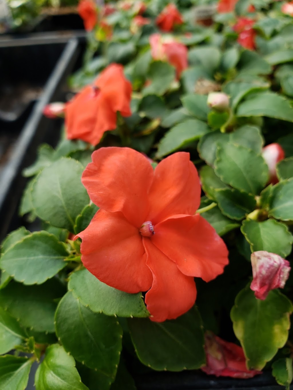 De Herdt Gardens ltd | Box 4778, 5706 49 St, Barrhead, AB T7N 1A6, Canada | Phone: (780) 674-2844