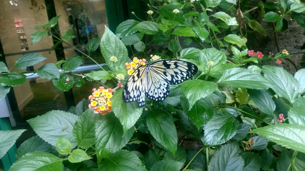 Victoria Butterfly Gardens | 1461 Benvenuto Ave, Brentwood Bay, BC V8M 1J5, Canada | Phone: (250) 652-3822